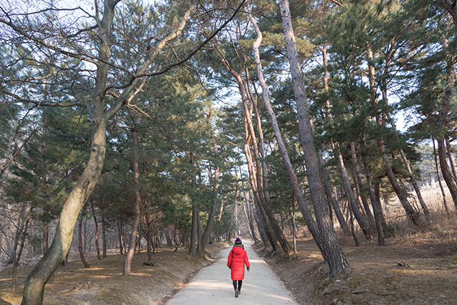 ▲ 커다란 소나무가 늘어선 구리 동구릉